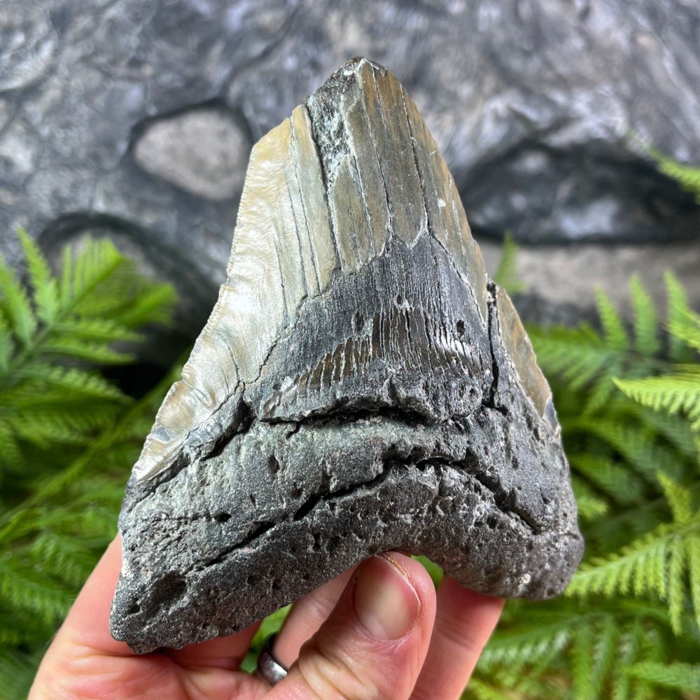 Megalodon Tooth