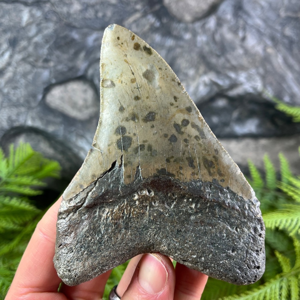 Megalodon Tooth