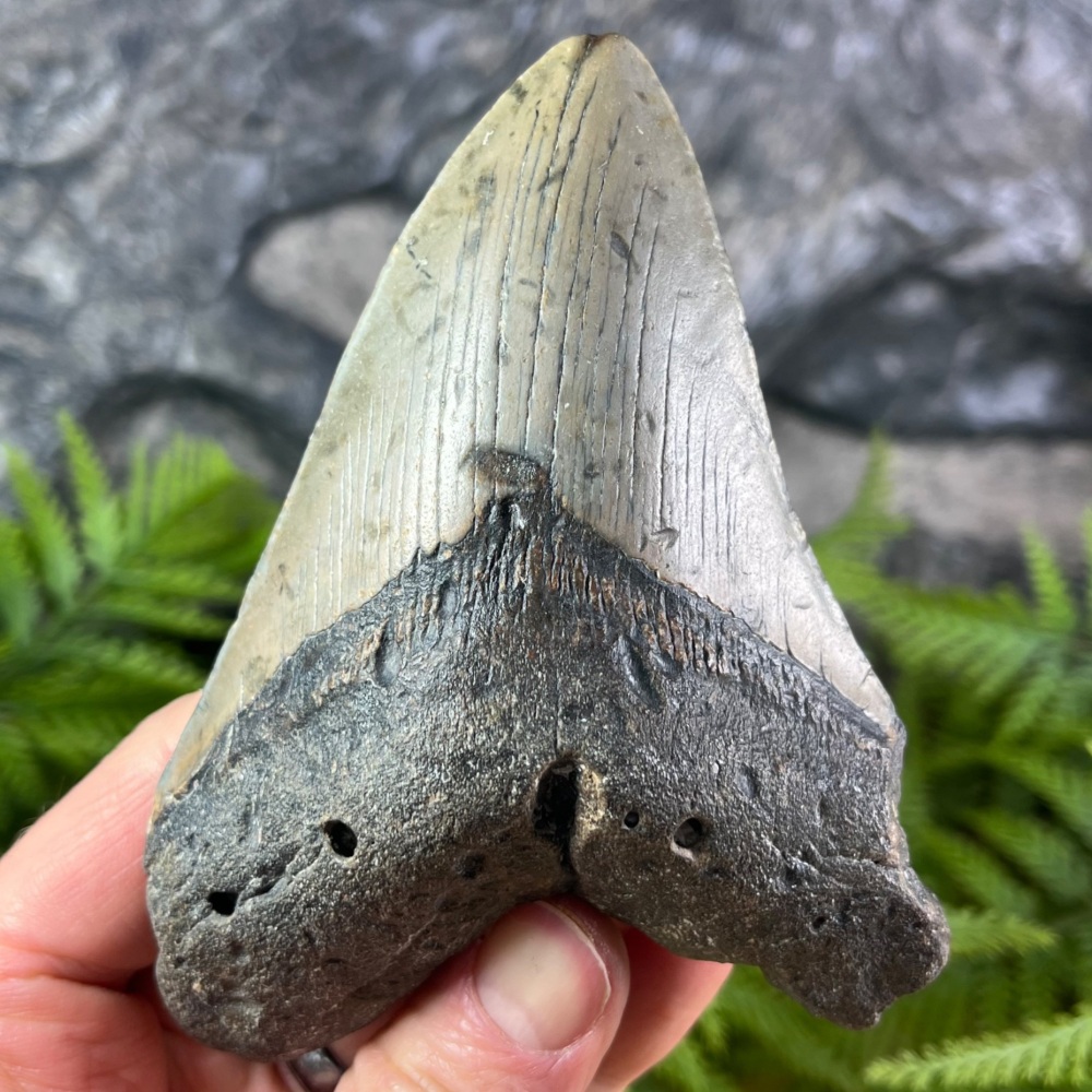 Megalodon Tooth