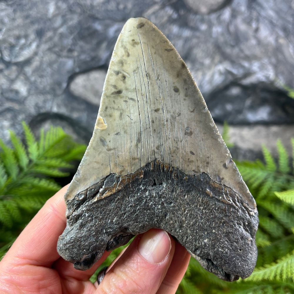 Megalodon Tooth