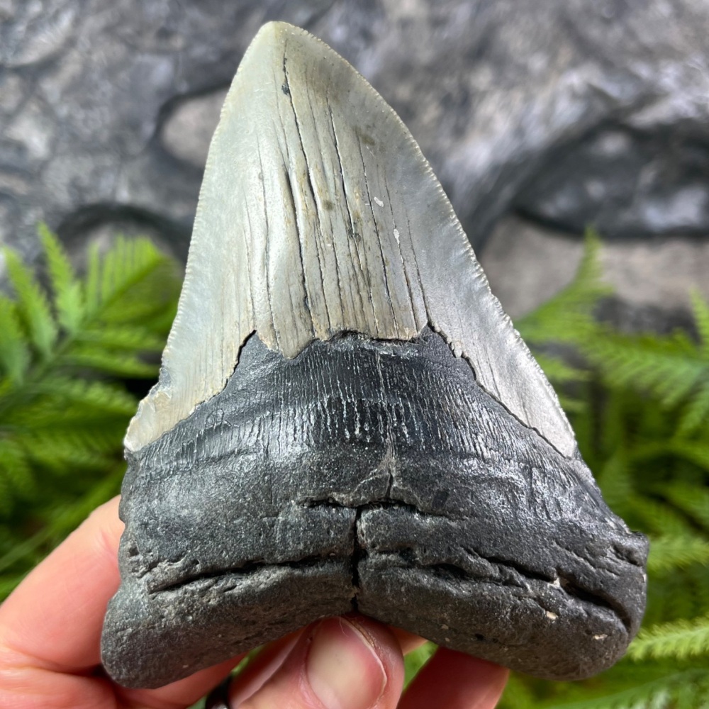 Megalodon Tooth