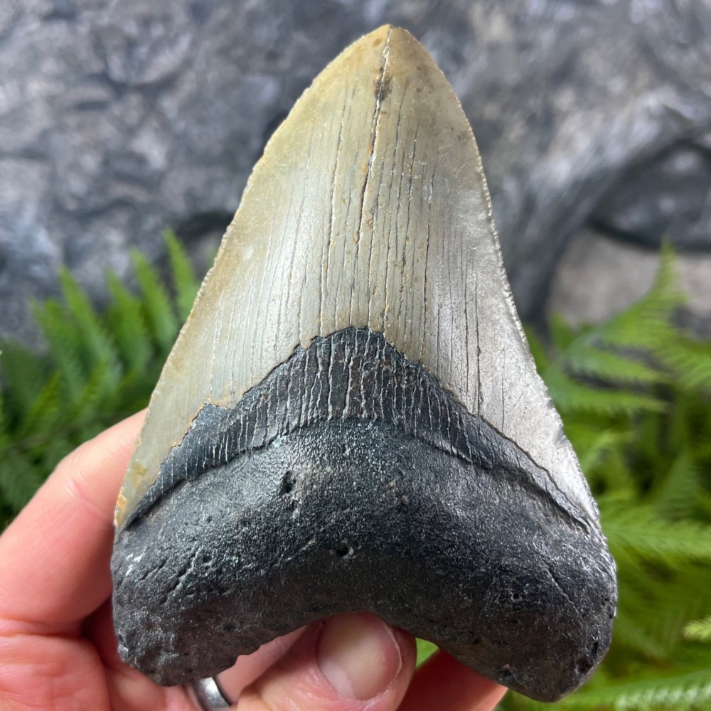 Megalodon Tooth