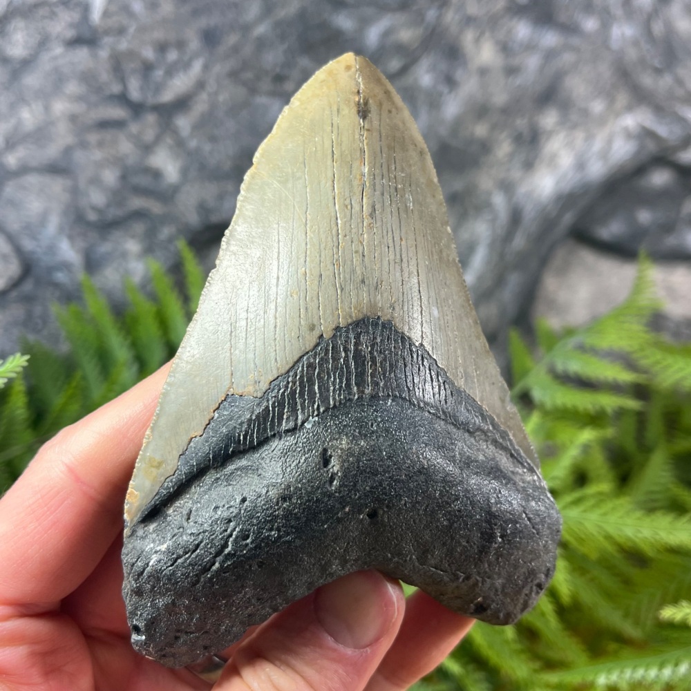 Megalodon Tooth