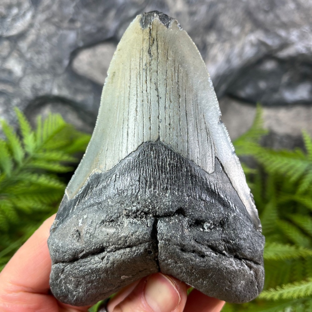 Megalodon Tooth