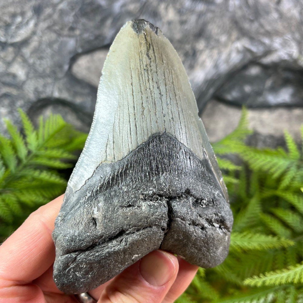 Megalodon Tooth
