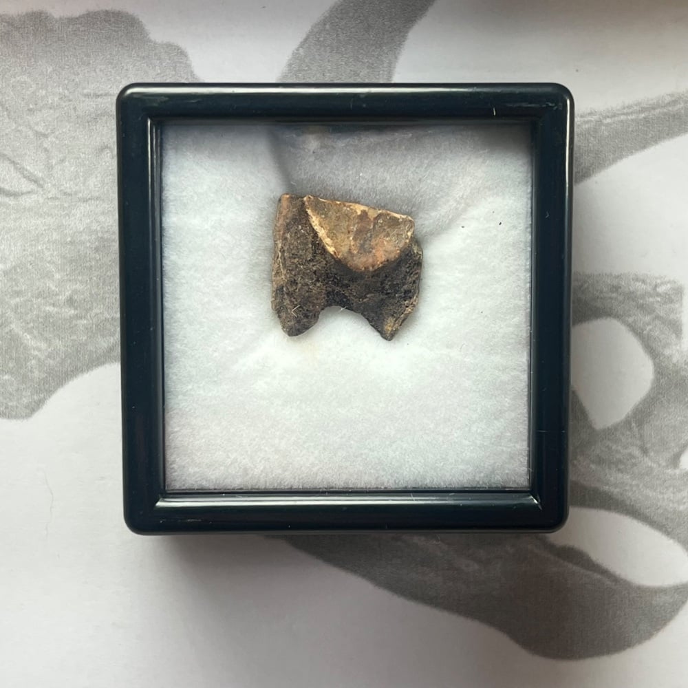 Triceratops Tooth