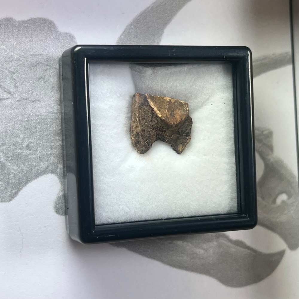 Triceratops Tooth