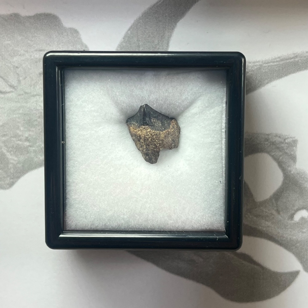 Triceratops Tooth