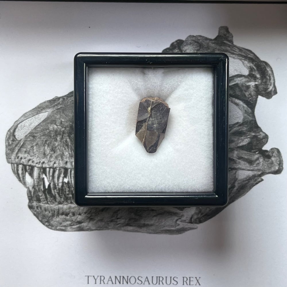 Tyrannosaurus rex Tooth Enamel
