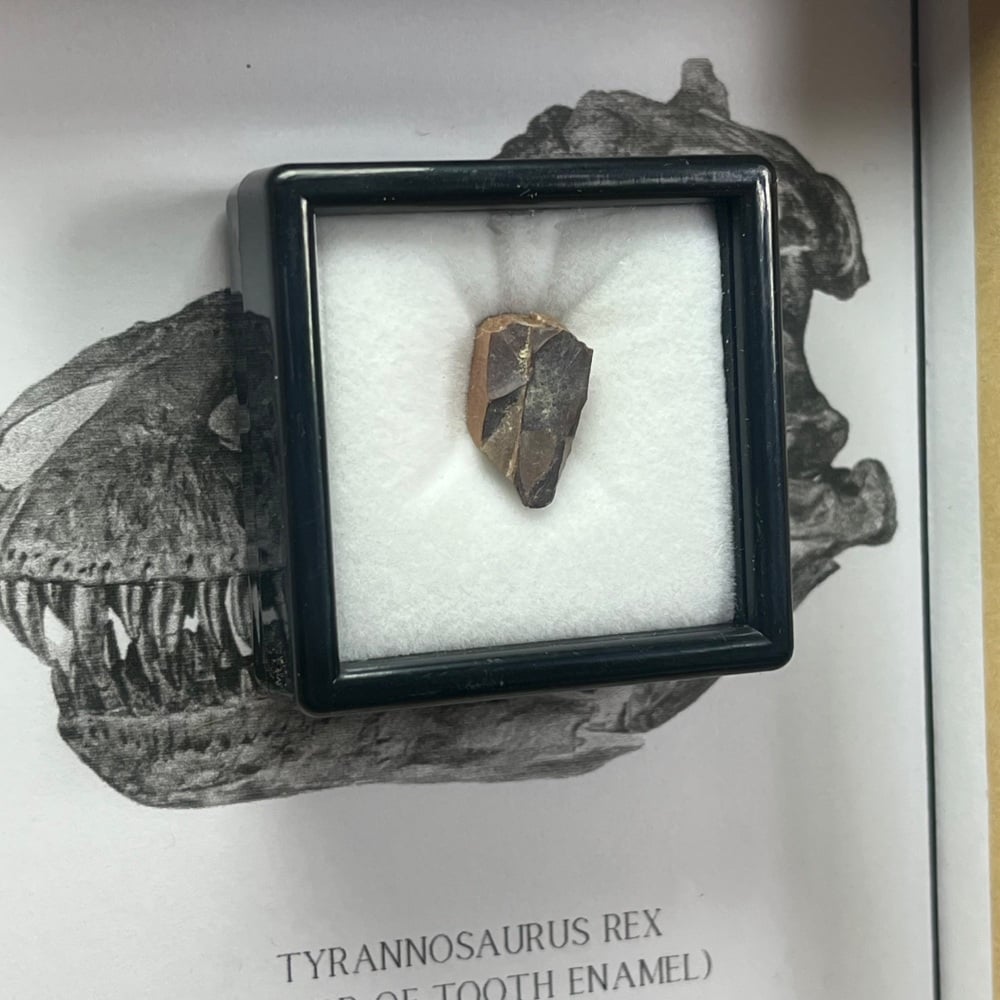 Tyrannosaurus rex Tooth Enamel