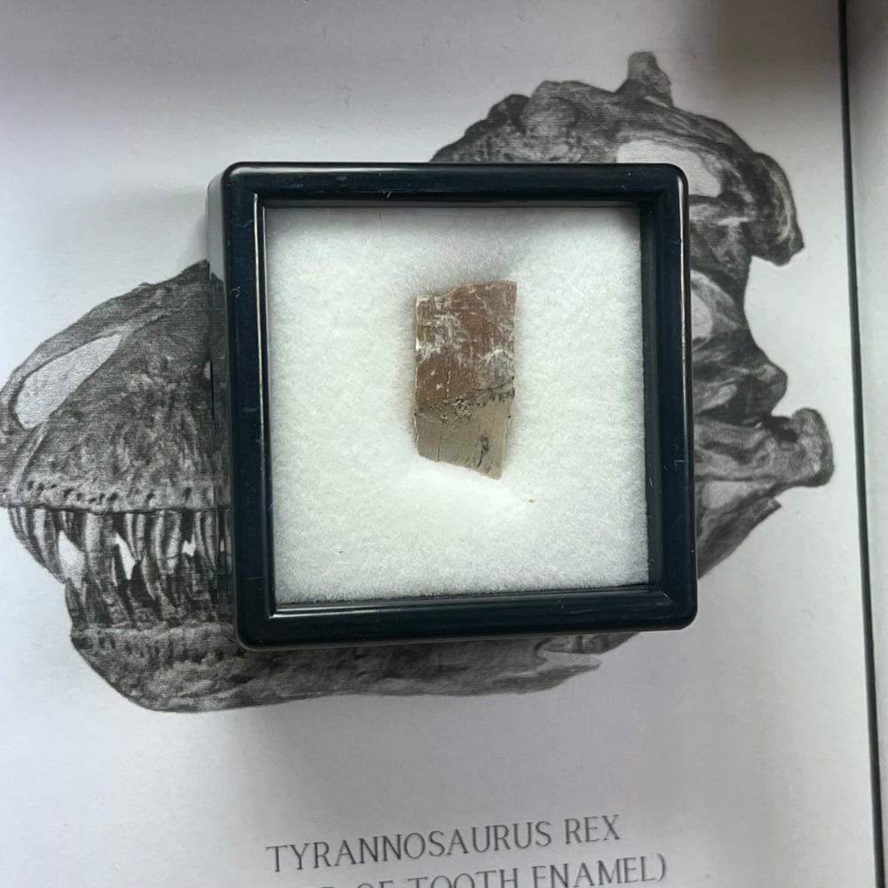Tyrannosaurus rex Tooth Enamel