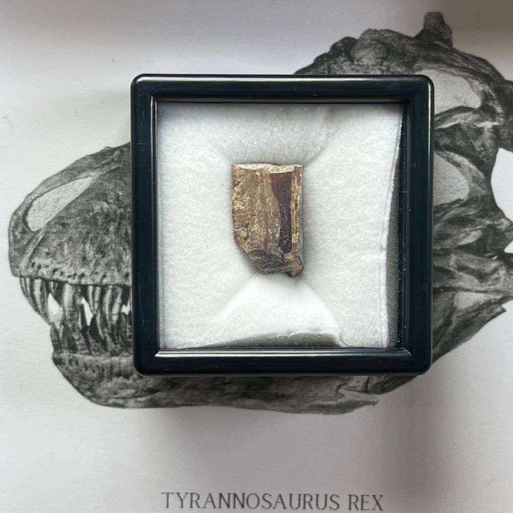Tyrannosaurus rex Tooth Enamel