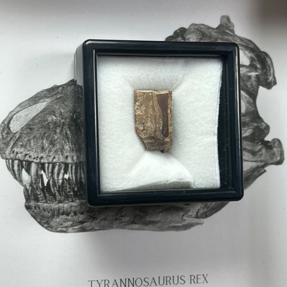 Tyrannosaurus rex Tooth Enamel