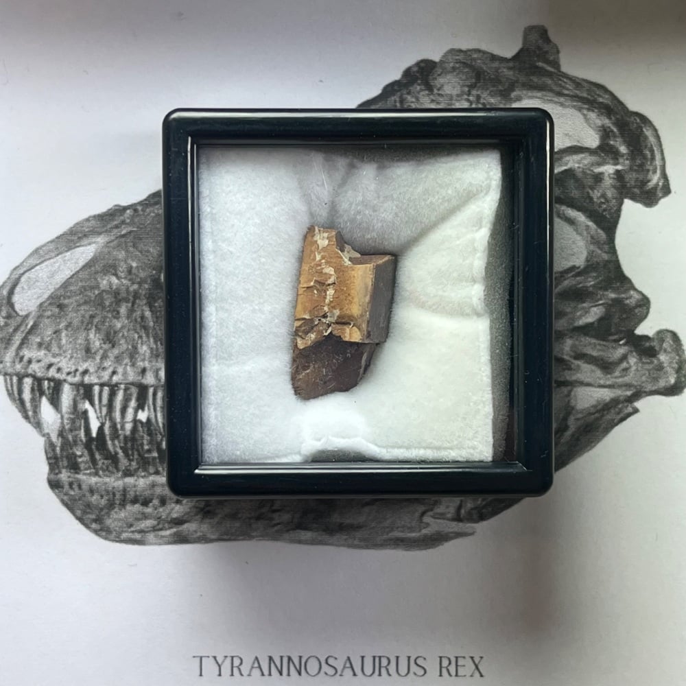 Tyrannosaurus rex Tooth Enamel