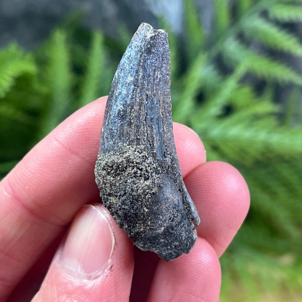 Suchomimus Tooth