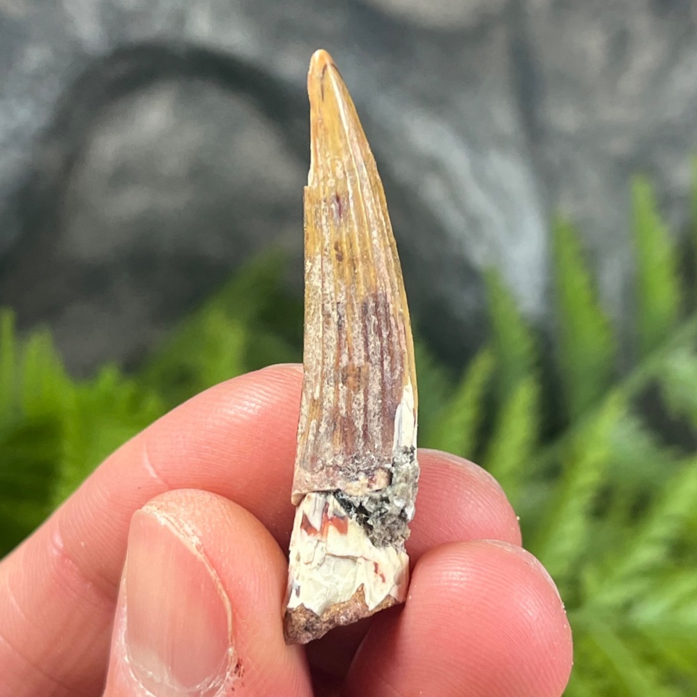Suchomimus Tooth
