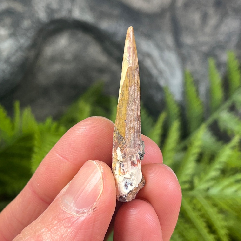 Suchomimus Tooth