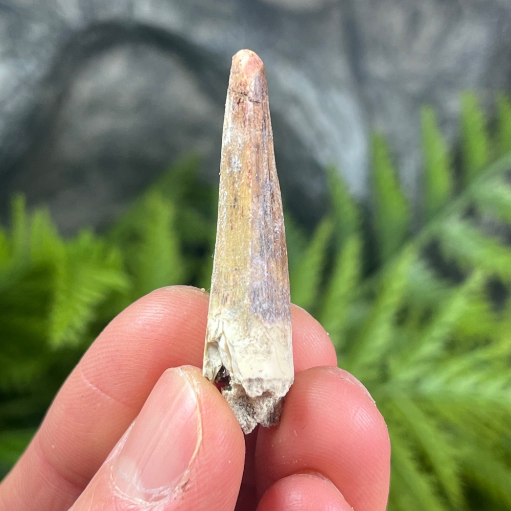Suchomimus Tooth