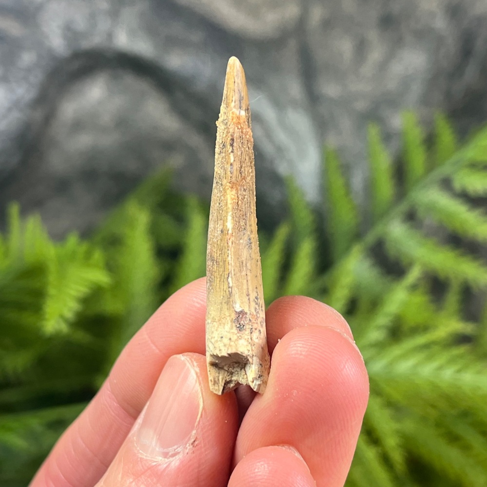 Suchomimus Tooth