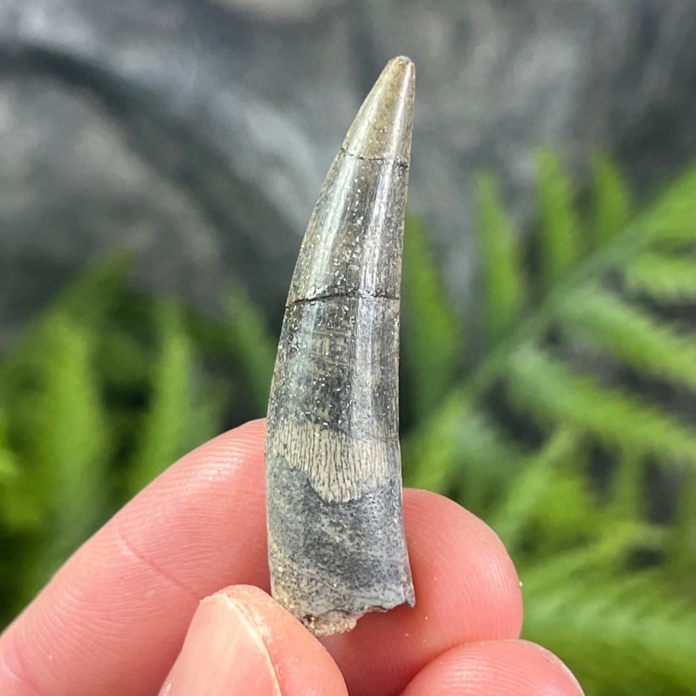 Suchomimus Tooth