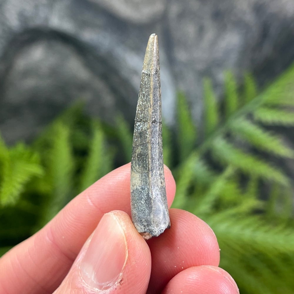 Suchomimus Tooth