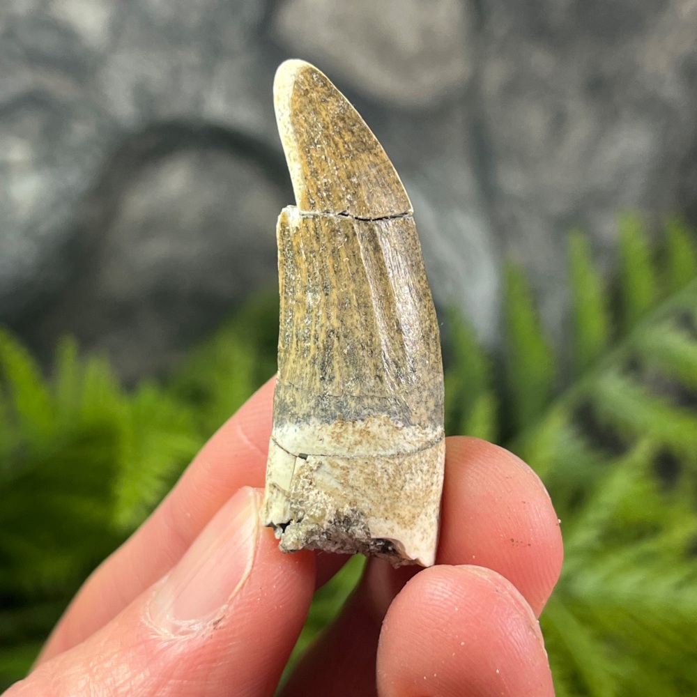 Suchomimus Tooth