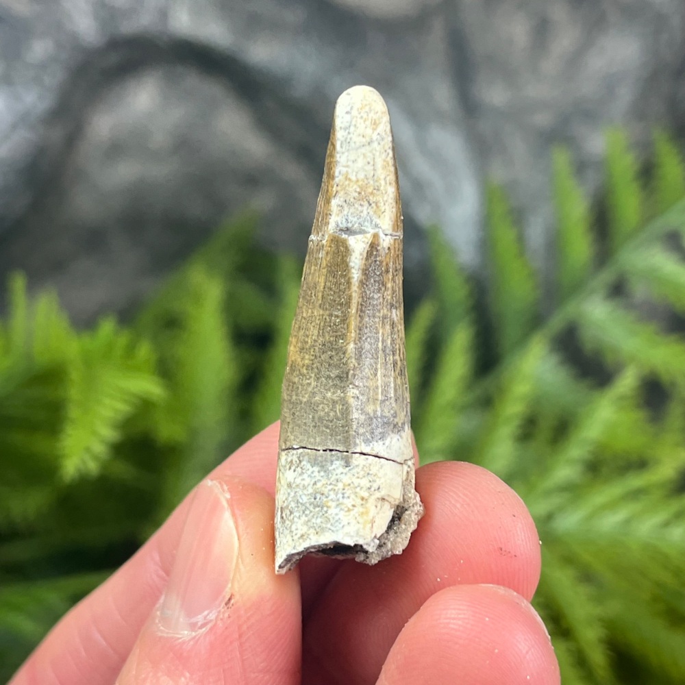 Suchomimus Tooth
