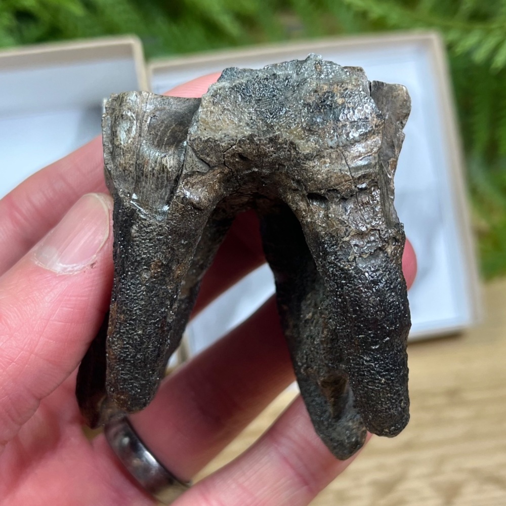 Woolly Rhino Tooth