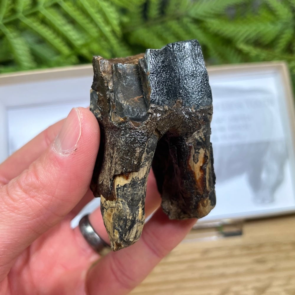 Woolly Rhino Tooth