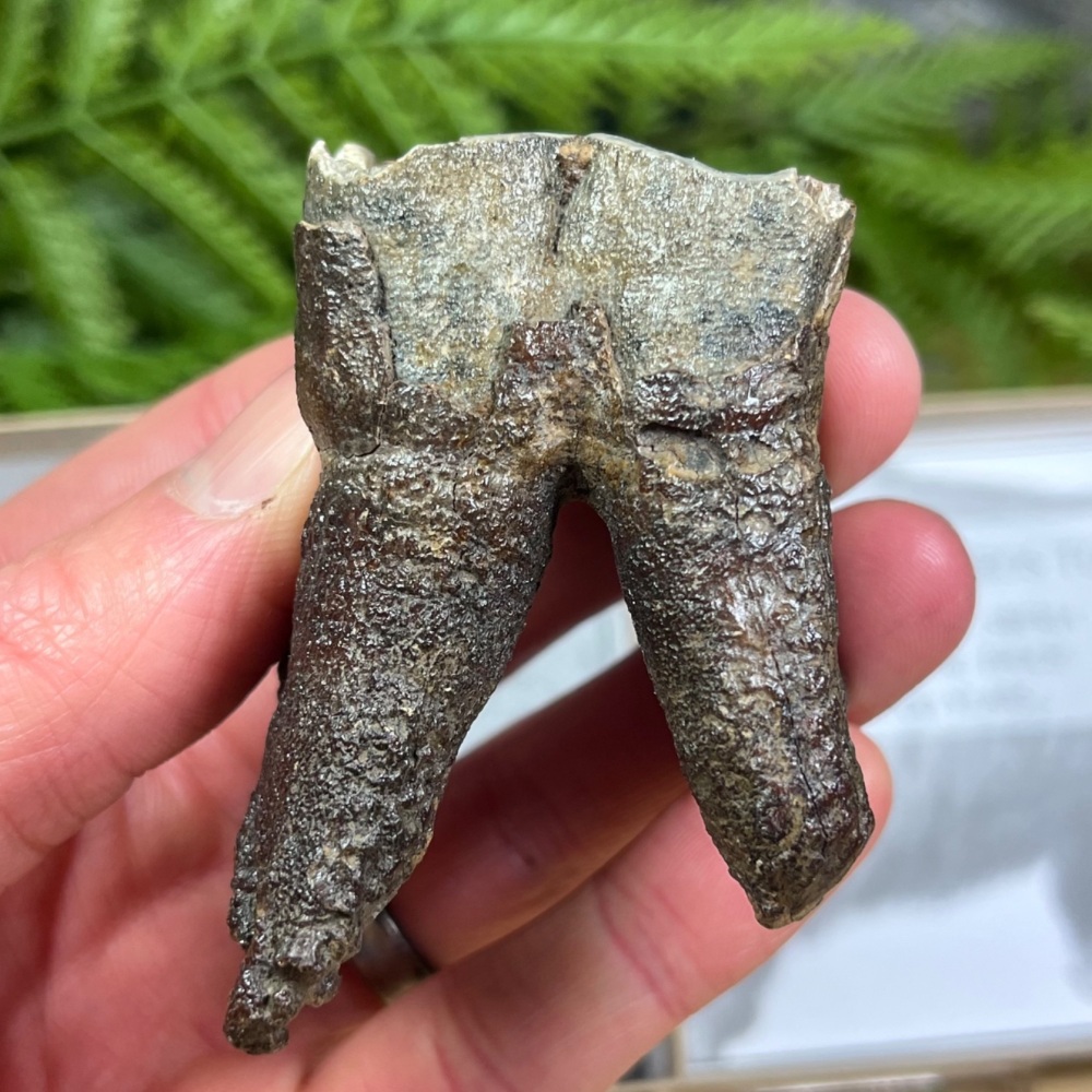 Woolly Rhino Tooth
