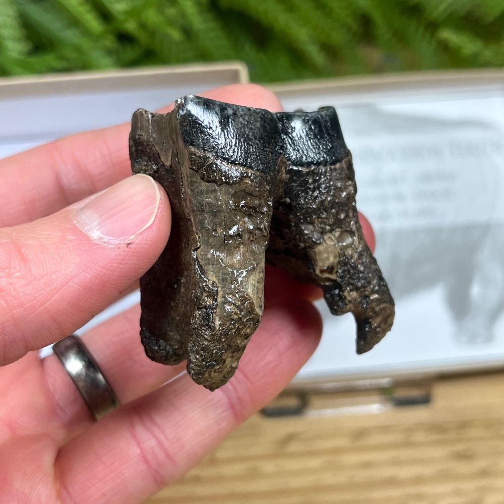 Woolly Rhino Tooth