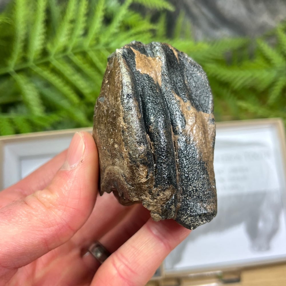 Woolly Rhino Tooth