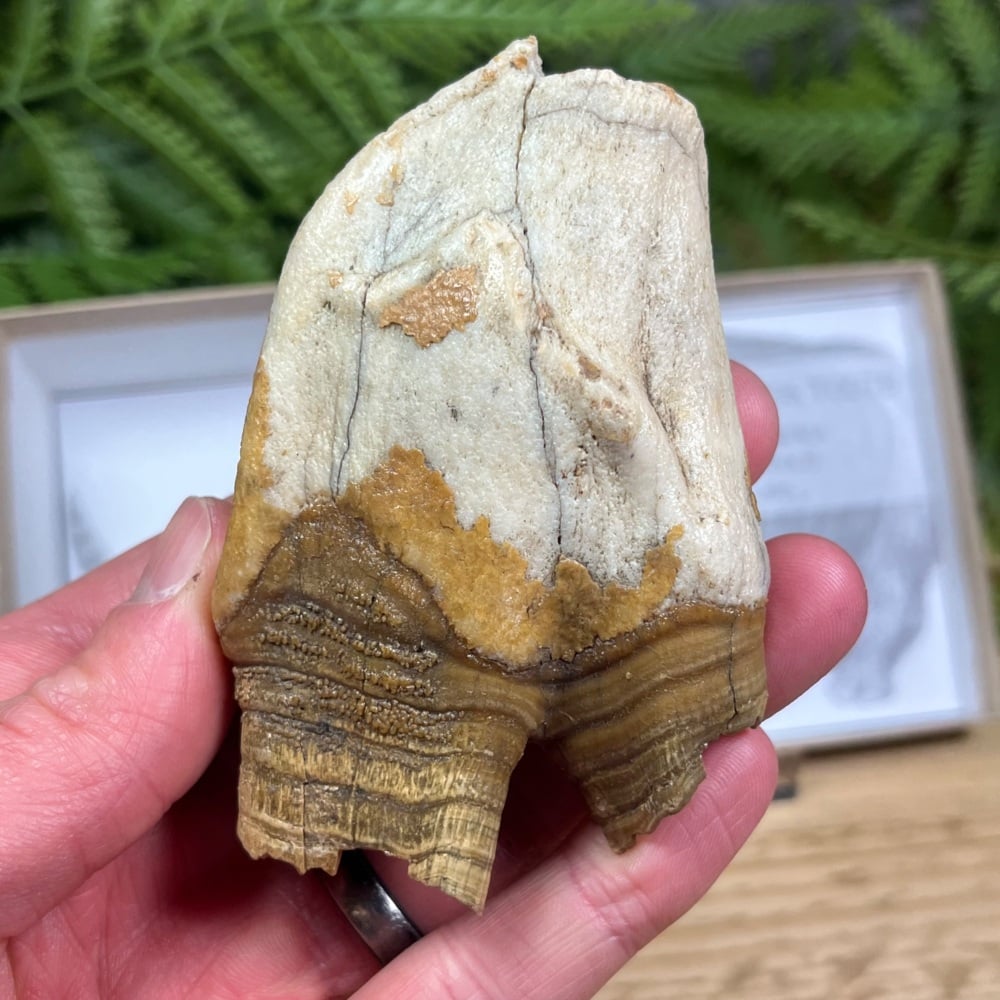Woolly Rhino Tooth