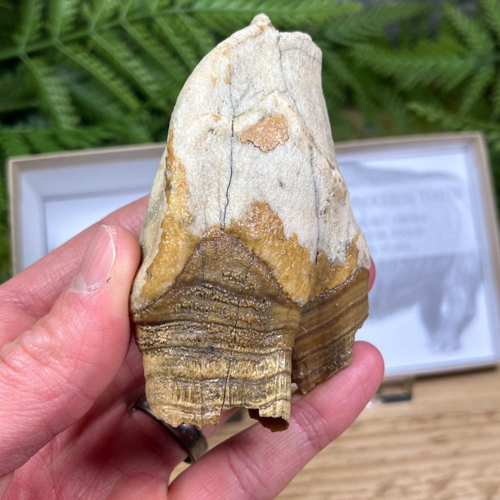 Woolly Rhino Tooth