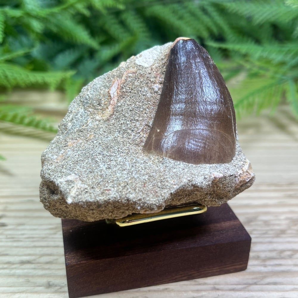 Mosasaur tooth