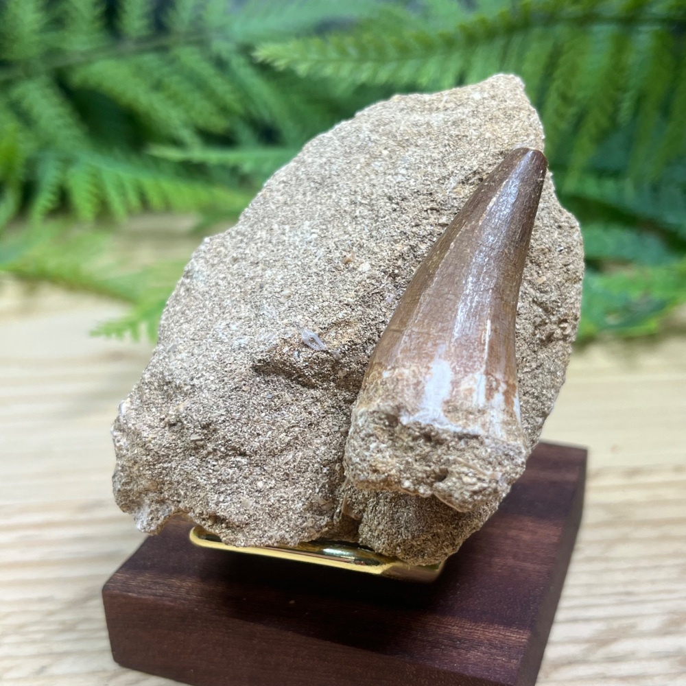 Mosasaur tooth