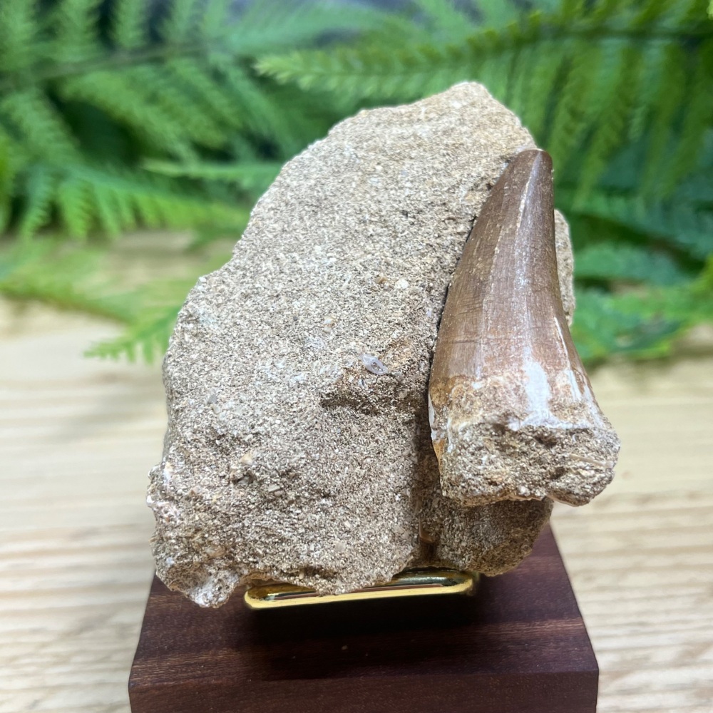 Mosasaur tooth