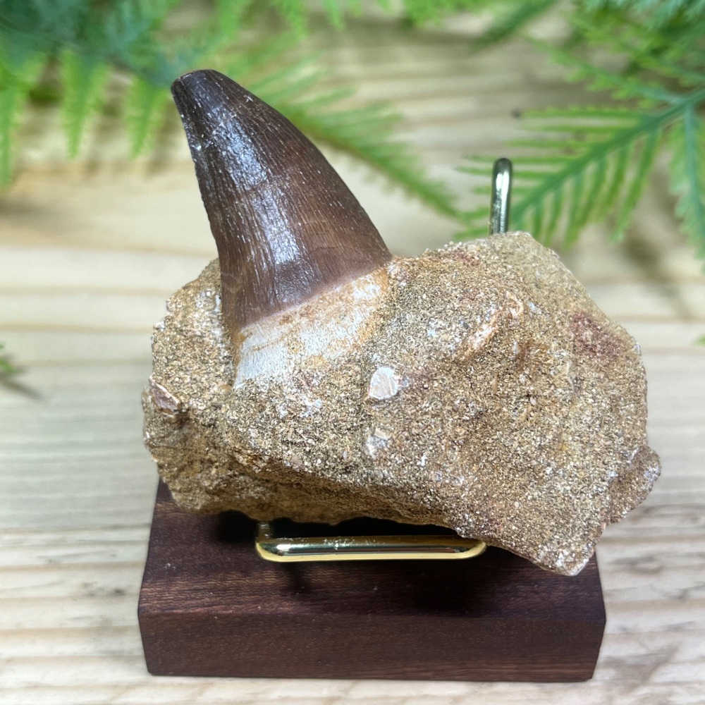 Mosasaur tooth