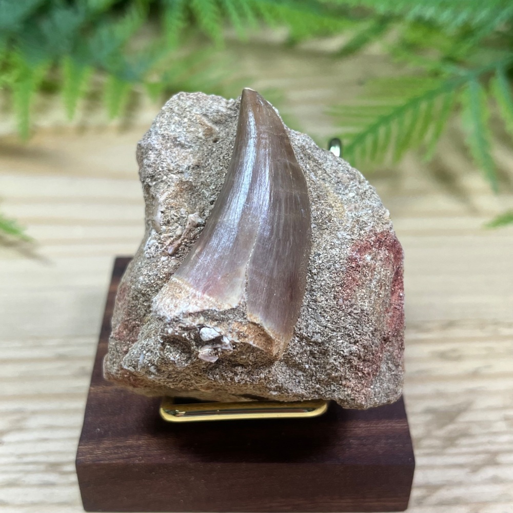 Mosasaur tooth