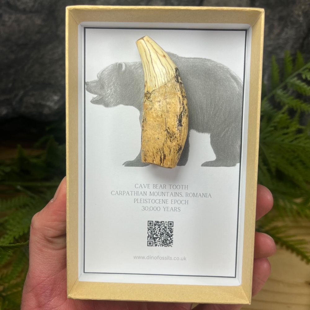 Cave Bear Tooth
