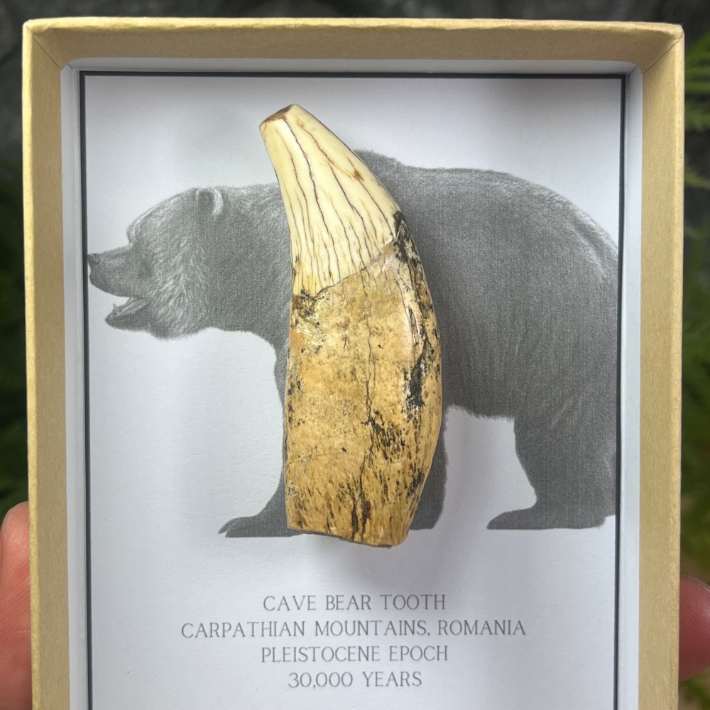 Cave Bear Tooth