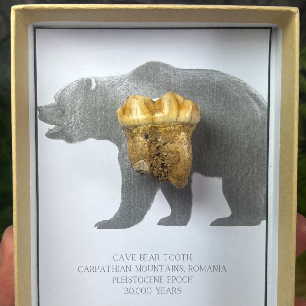 Cave Bear Tooth
