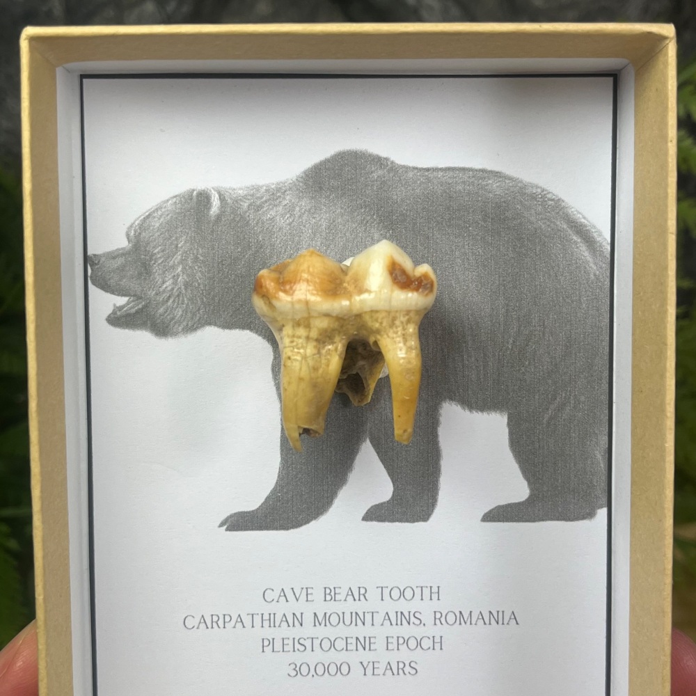Cave Bear Tooth