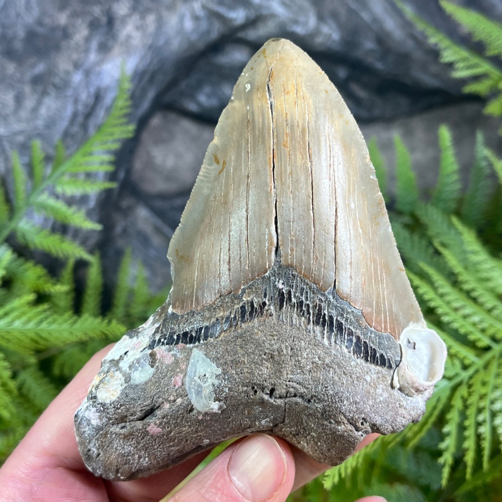 Megalodon Tooth