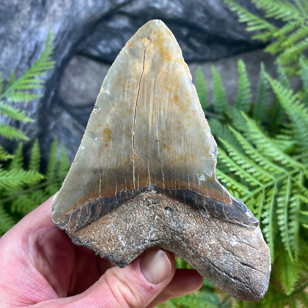 Megalodon Tooth