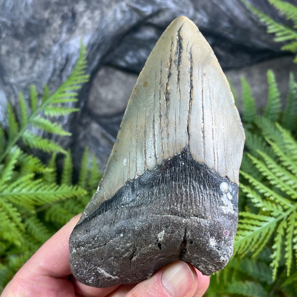 Megalodon Tooth