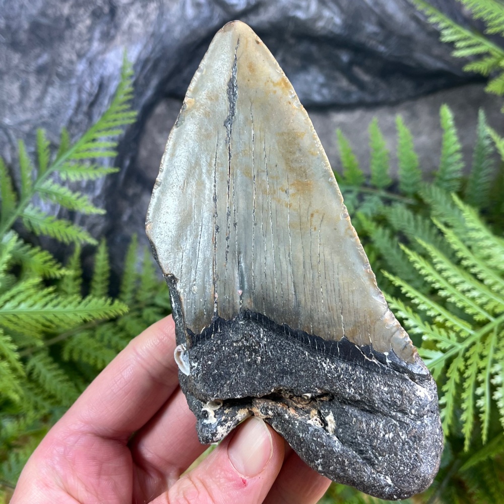 Megalodon Tooth
