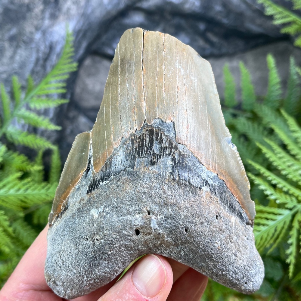 Megalodon Tooth