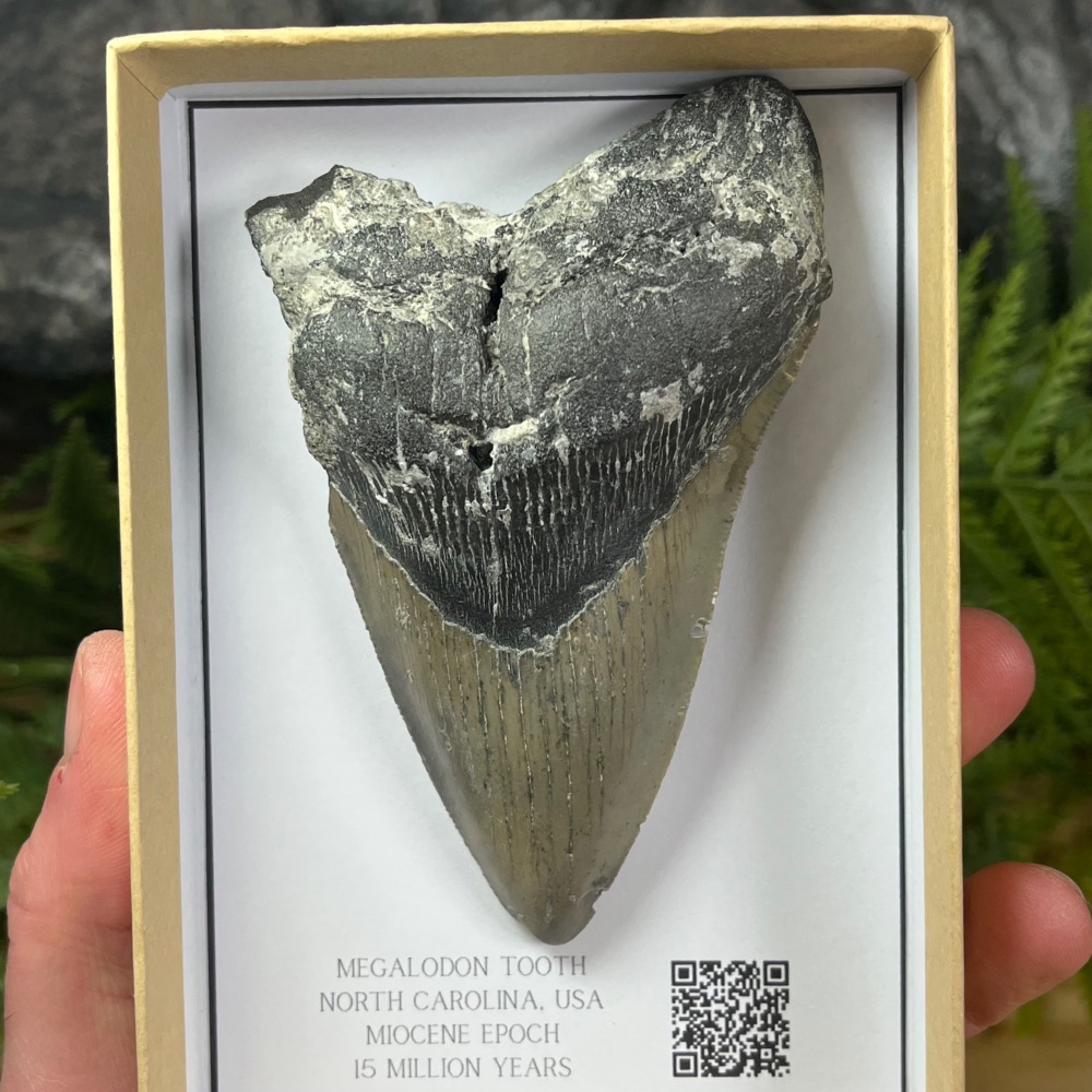 Megalodon Tooth