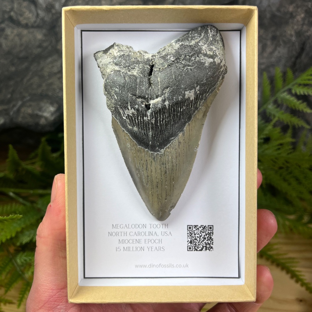 Megalodon Tooth